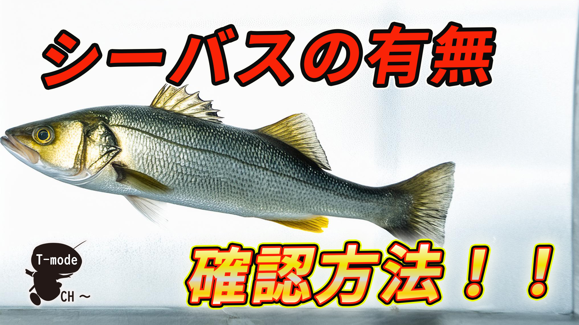 シーバス有無の確認方法！