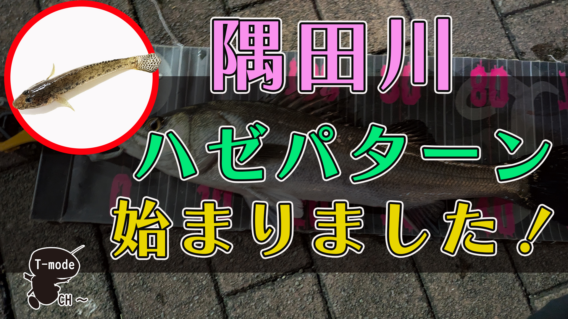 ハゼパターン始まりました！